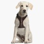 Imbracatura per Cani Star Wars Marrone M/L