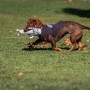 Giocattoli per cani Star Wars  Grigio EVA